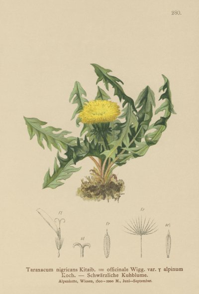 蒲公英（Taraxacum nigricans，Taraxacum officinale var.Alpinum） 作者 德国学校