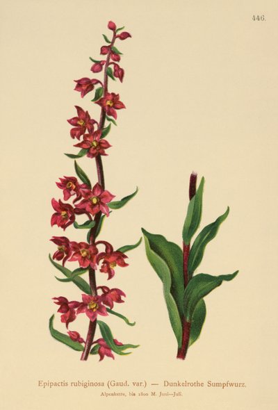 暗红色的Helleborine（Epipactis atrorubens，Epipactis rubiginosa） 作者 德国学校