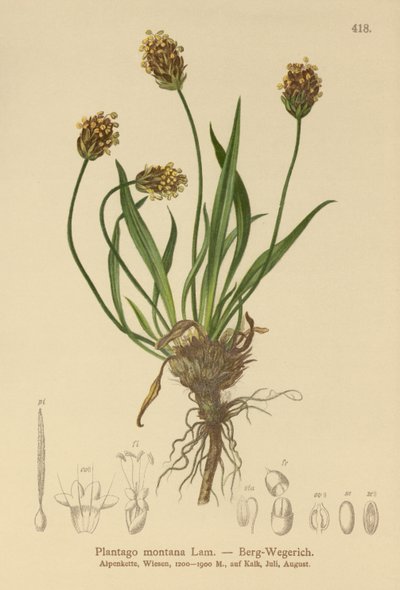 黑大蕉（Plantago atrata，车前子蒙大拿） 作者 德国学校