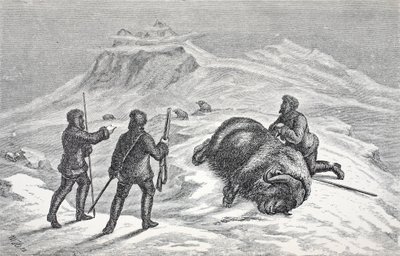 酒吧，麝香牛的死亡。伦敦1874年 作者 德国学校
