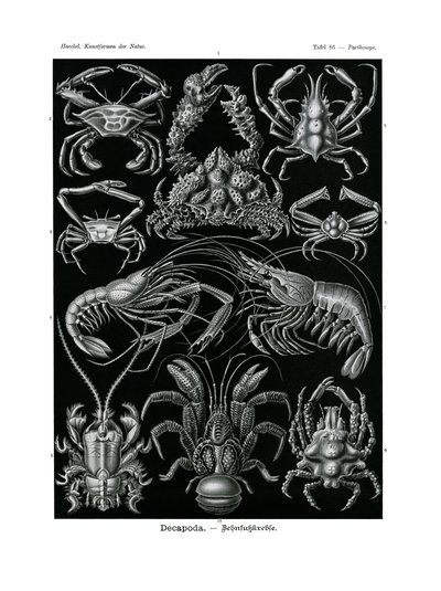 Decapoda，1899-1904 作者 德国学校