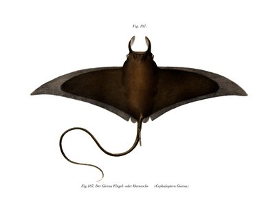 Devil Fish (colour litho) 作者 德国学校