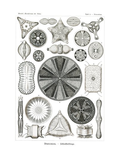 Diatomea，1899-1904 作者 德国学校