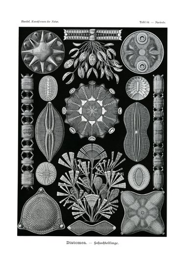 Diatomea，1899-1904 作者 德国学校