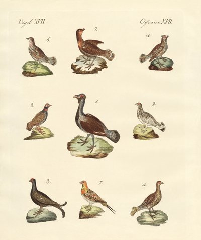 不同种类的woodhens 作者 德国学校