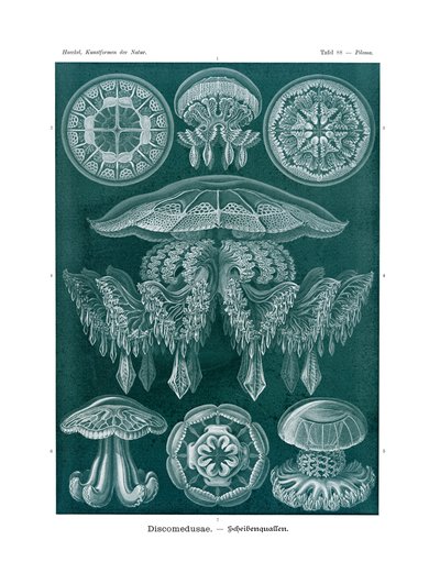 Discomedusae，1899-1904 作者 德国学校