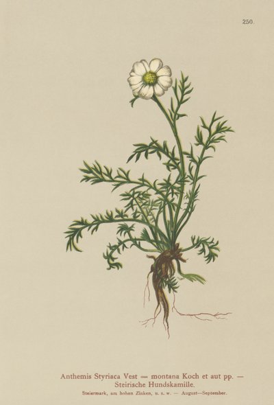 狗茴香（Anthemis Styriaca，Anthemis montana） 作者 德国学校