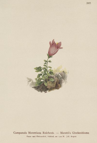 白云岩风铃草（Campanula Morettiana） 作者 德国学校