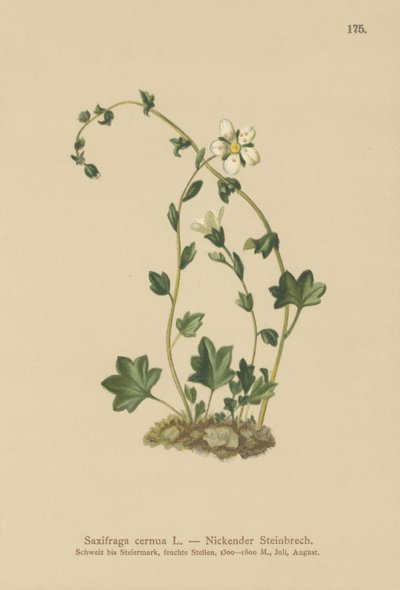 下垂虎耳草 (Saxifraga cernua)（彩色石版画） 作者 德国学校