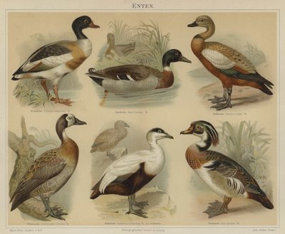 Ducks (colour litho) 作者 德国学校