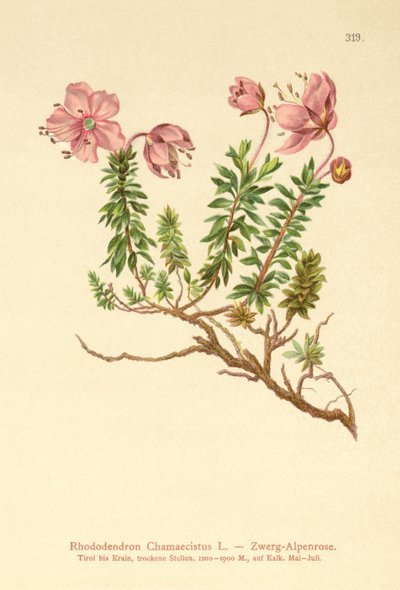 矮小的Alpenrose（Rhododendron Chamaecistus） 作者 德国学校