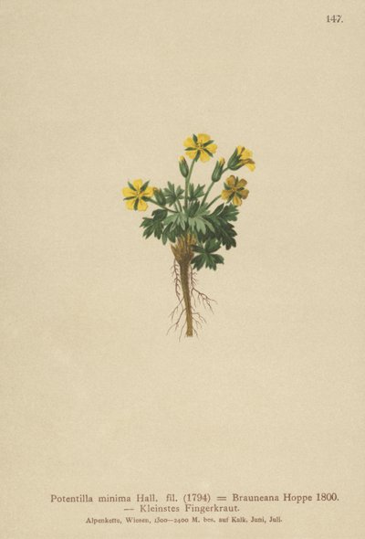 矮小的五瓣叶（Potentilla minimal，Potentilla Brauneana，Potentilla dubia） 作者 德国学校