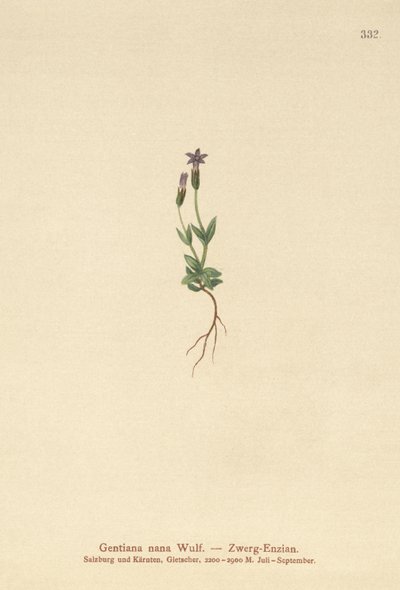 矮人龙胆（Gentiana nana，Gentianella nana） 作者 德国学校