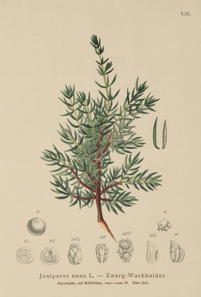 矮小的杜松（Juniperus nana，Juniperus communis subsp.Nana，Juniperus communis vars sxatilis） 作者 德国学校