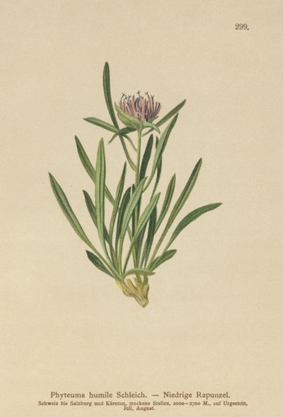 矮人Rampion（Phyteuma humile） 作者 德国学校