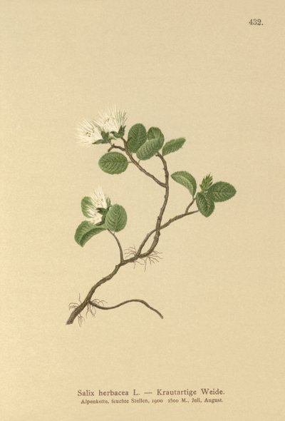 矮柳（Salix herbacea） 作者 德国学校