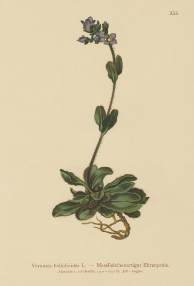 矮蓝色speedwell（Veronica bellidioides） 作者 德国学校