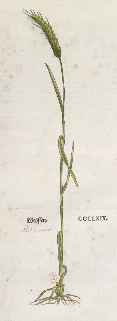 来自The Herbium by Leonhart Fuchs（1501-66）的小麦穗，于1555年在巴塞尔出版（彩色版画） 作者 德国学校