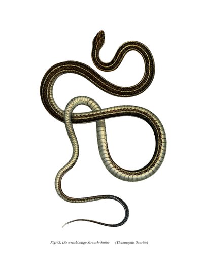 东部Ribbonsnake 作者 德国学校