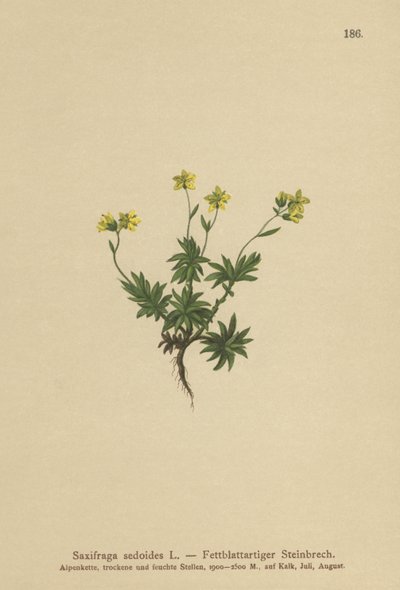 东部Saxifrage（Saxifraga sedoides） 作者 德国学校