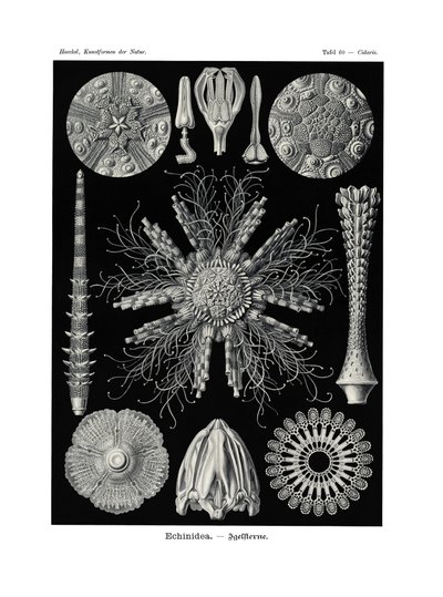 Echinidea，1899-1904 作者 德国学校