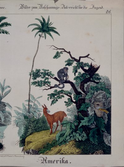 南美洲植物群和动物群的教育海报，右侧，由We Wentzel，Weissenburg出版，1840年（另见379941） 作者 德国学校