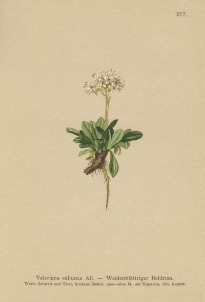 整个有叶缬草（Valeriana saliunca） 作者 德国学校