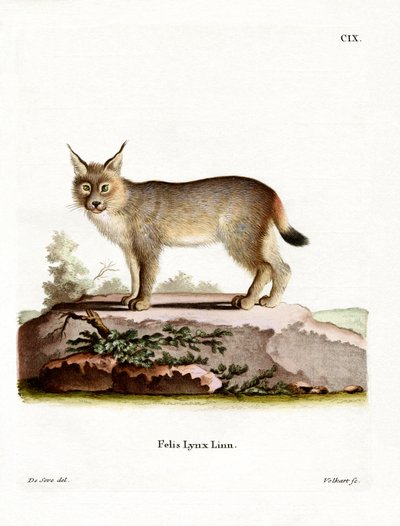 欧亚猞猁（彩色雕刻） 作者 德国学校