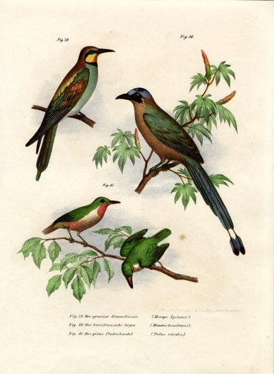 欧洲食蜂鸟，1864年 作者 德国学校