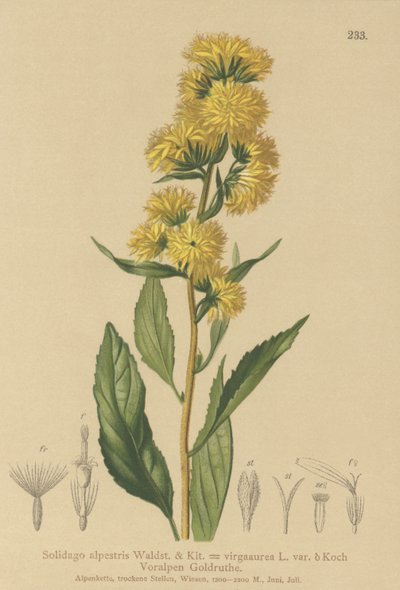 欧洲Goldenrod（Solidago alpestris，Solidago virgaaurea，Solidago virgaurea） 作者 德国学校