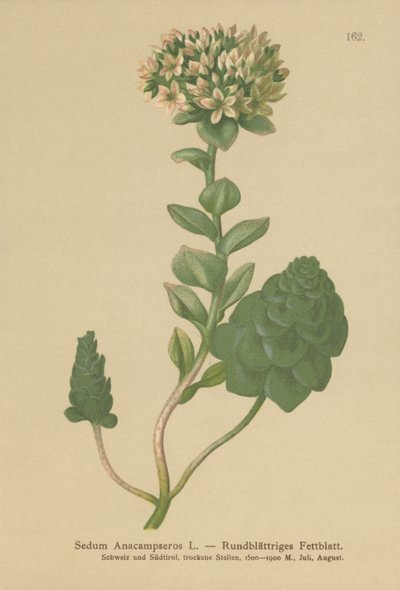 常绿Orpine（Sedum Anacampseros，Hylotelephium anacampseros） 作者 德国学校