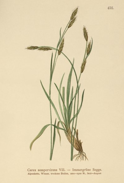 常绿薹（Carex sempervirens） 作者 德国学校