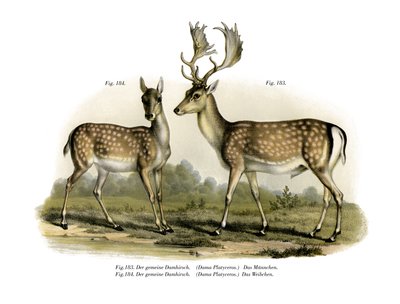 小鹿，1860年 作者 德国学校