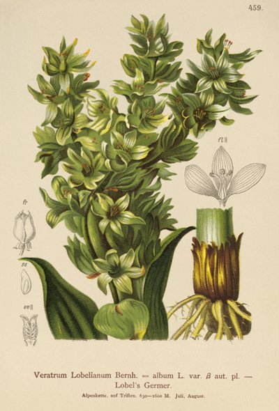 假Helleborine（藜芦专辑，Veratrum Lobelianum） 作者 德国学校