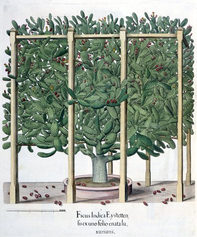 Ficus indica eystettensis，来自Basil Besler（1561-1629）的Hortus Eystettensis，pub。 1613 作者 德国学校