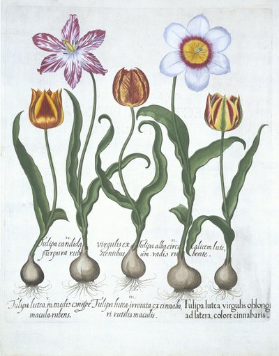 五朵郁金香，来自Hortus Eystettensis，由Basil Besler（1561-1629）酒吧。 1613（手工彩色雕刻） 作者 德国学校