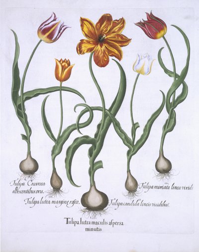 五朵郁金香，来自Hortus Eystettensis，由Basil Besler（1561-1629）酒吧。 1613（手工彩色雕刻） 作者 德国学校