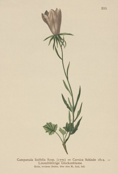亚麻叶鹦鹉（Campanula linifolia，Campanula Carnica） 作者 德国学校