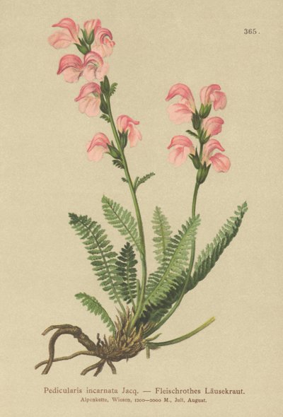 肉粉红色Lousewort（Pedicularis incarnata） 作者 德国学校