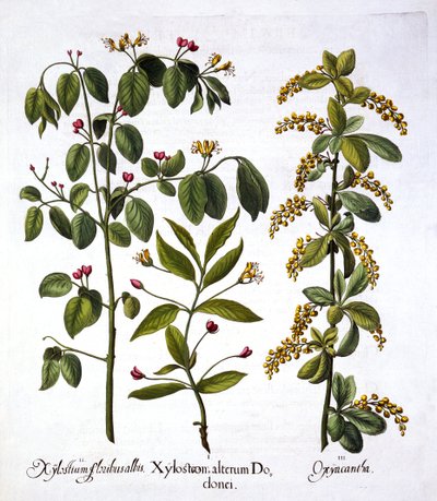 来自Hortus Eystettensis的Fly Honeysuckle和Hawthorn，由Basil Besler（1561-1629），酒吧。 1613（手工彩色雕刻） 作者 德国学校