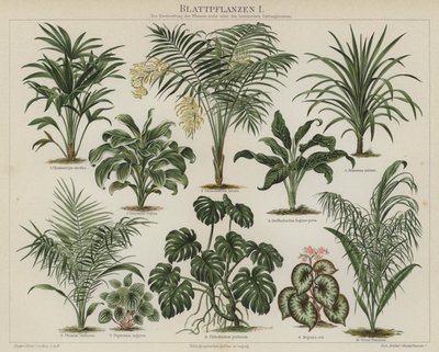 叶子植物（彩色平版印刷 作者 德国学校