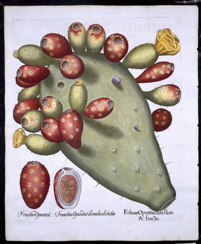 来自Hortus Eystettensis的Folium Opuntia by Basil Besler（1561-1629）pub。 1613（手工彩色雕刻） 作者 德国学校