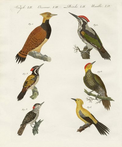 外国的wookpeckers 作者 德国学校