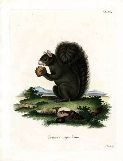 Fox Squirrel (coloured engraving) 作者 德国学校