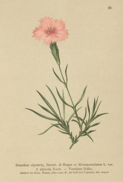 流苏粉红色（Dianthus Monspessulanus，石竹，石竹alpicola） 作者 德国学校