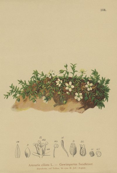 流苏三叶草（Arenaria ciliata） 作者 德国学校