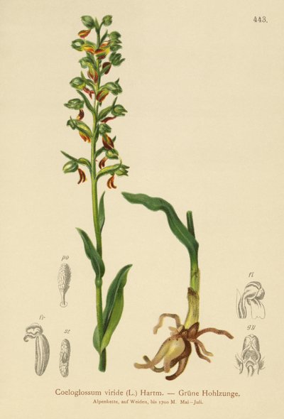 青蛙兰花（Coeloglossum viride） 作者 德国学校