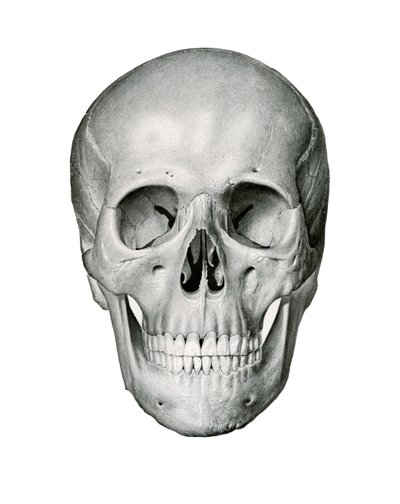 Frontal View of Human Skull 作者 德国学校