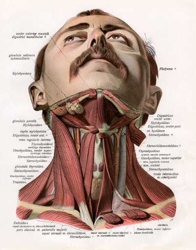 Frontal View of the Muscles and Glands of the Human Neck 作者 德国学校