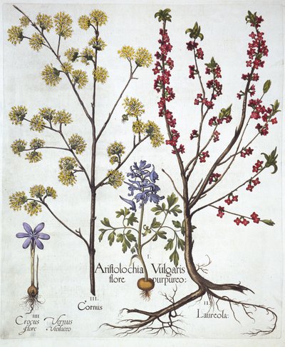 Fumewort，Daphne mezereum，Cornelian Cherry和Spring Crocus，来自Hortus Eystettensis，由Basil Besler（1561-1629），酒吧。 1613（手工雕刻） 作者 德国学校
